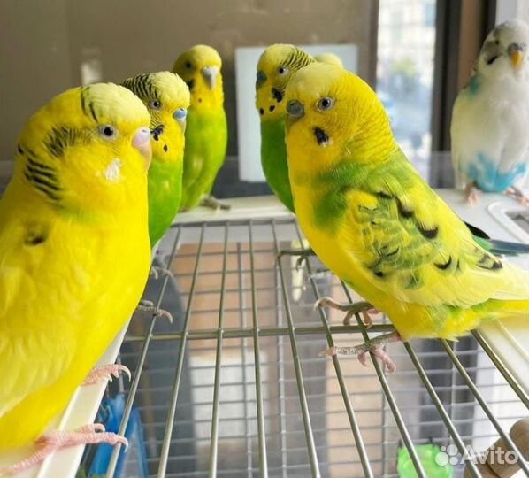 Волнистый попугай птенцы