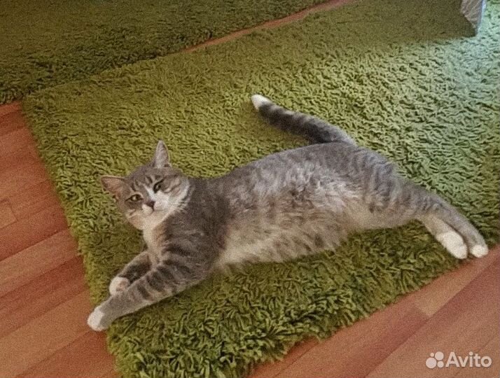 Котик в добрые руки
