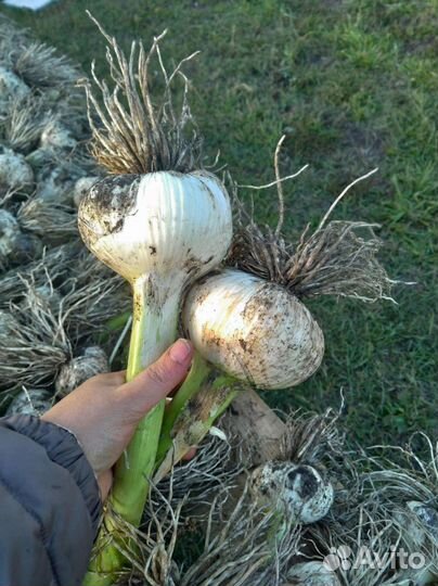 Гигантские тыквы, Огромный чеснок,Миндальный орех