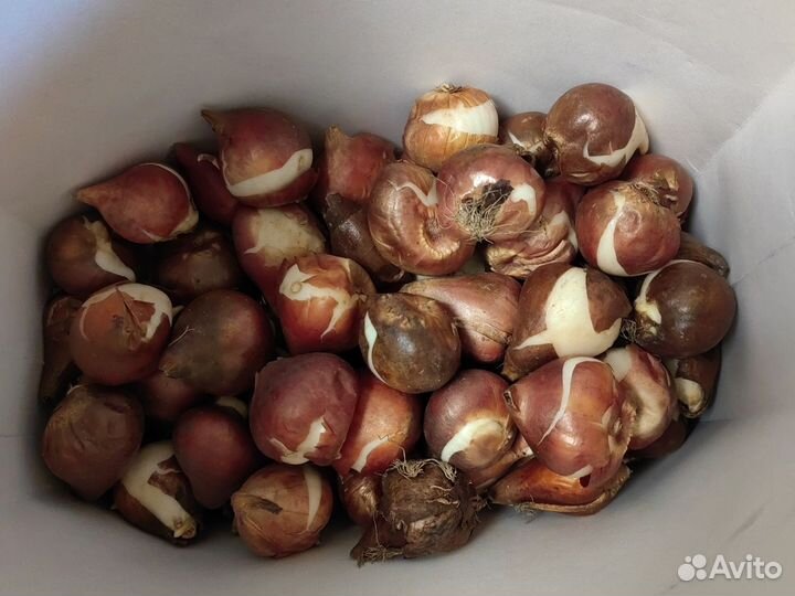 Луковицу тюльпанов