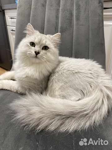 Вязка Шотландский кот шиншилла