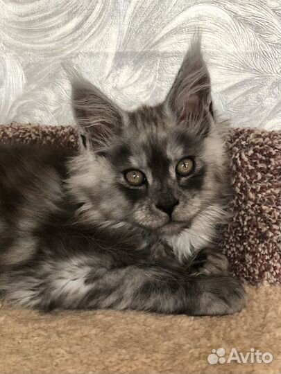 Котята мейн-кун