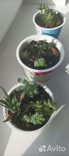 Суккуленты