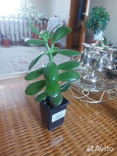 Толстянка денежное дерево