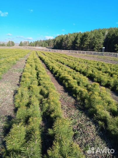 Сеянцы сосны обыкновенной (Pinus sylvestris) 1 кла