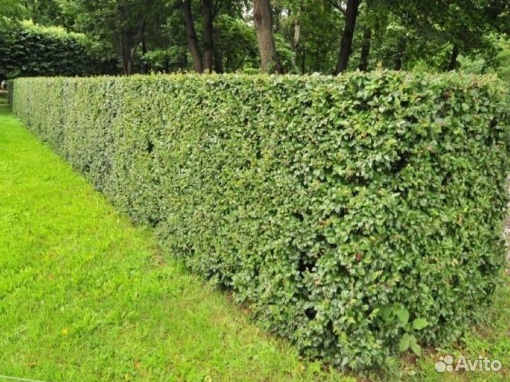 Кустарники для живой изгороди
