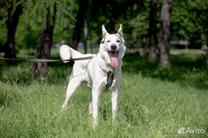 Собака в дар западно-сибирская лайка бесплатно