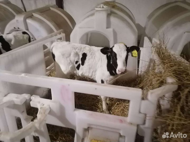 Бычки возрастом 2 месяца