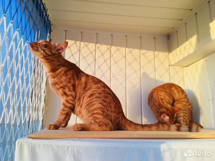 Защита кошек от падения