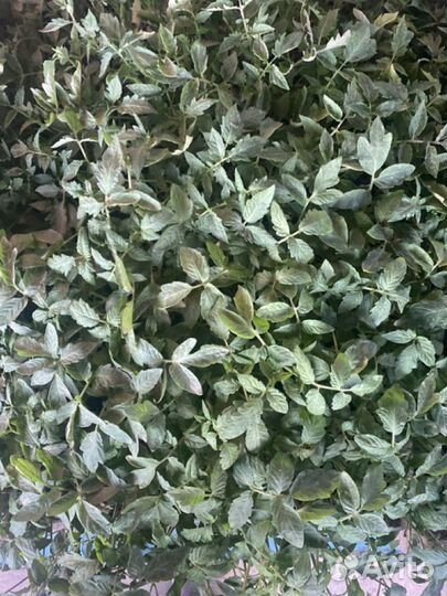 Рассада помидоры, перцы, баклажаны огурцы