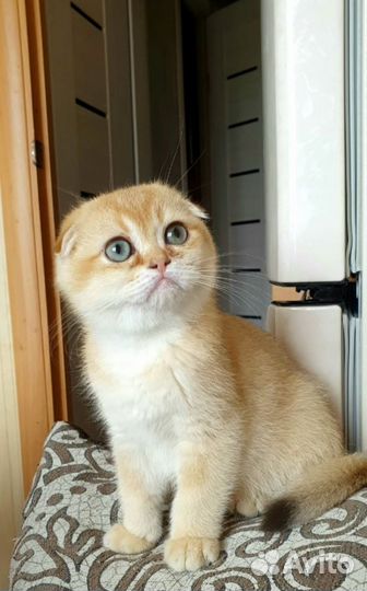 Шотландский котёнок