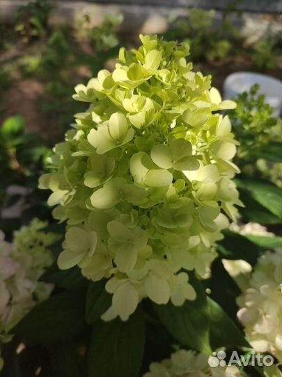 Гортензия бонфаер и металлика