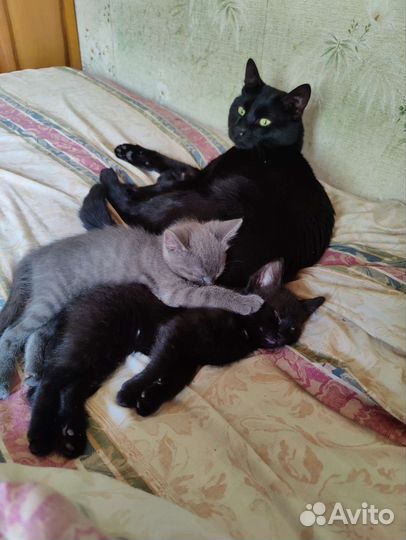 Котята в добрые руки бесплатно