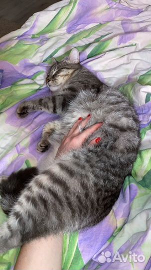 Шотландский кот вязка