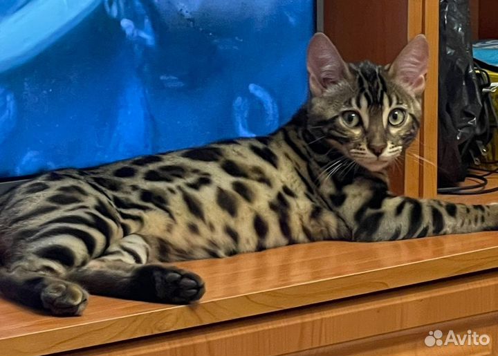 Продается кошка