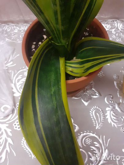 Сансевиерия сортовая