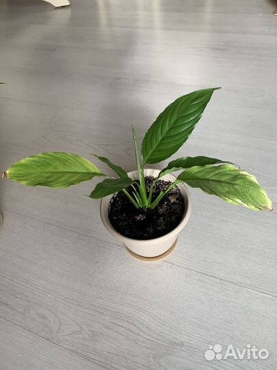 Спатифиллум