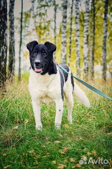 Собака в добрые руки