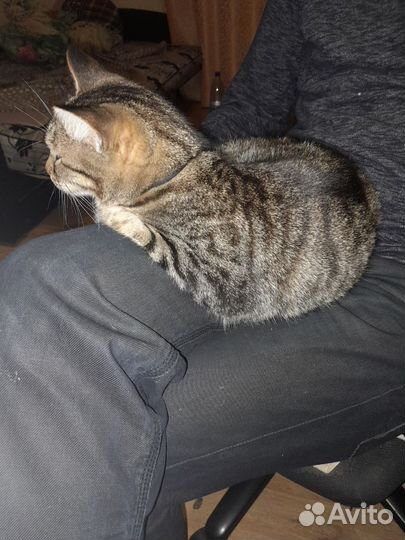 Кошка