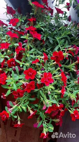 Вегетативные петунии, калиброшки и другие цветы