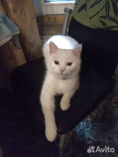 Кот в добрые руки