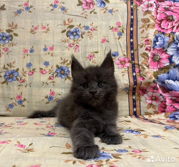 Котята мейн-кун девочка