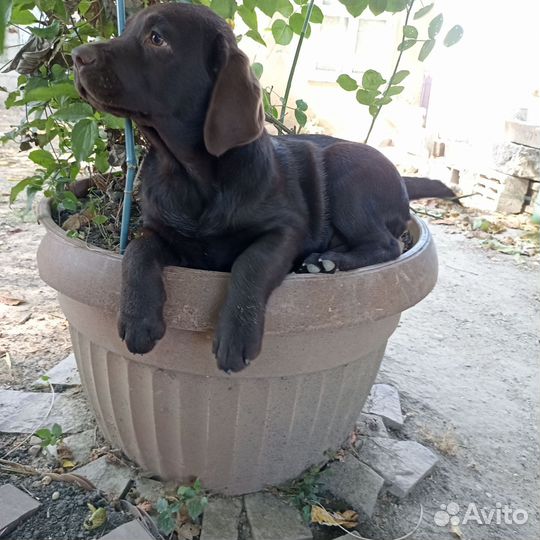 Щенки лабрадора шоколадные