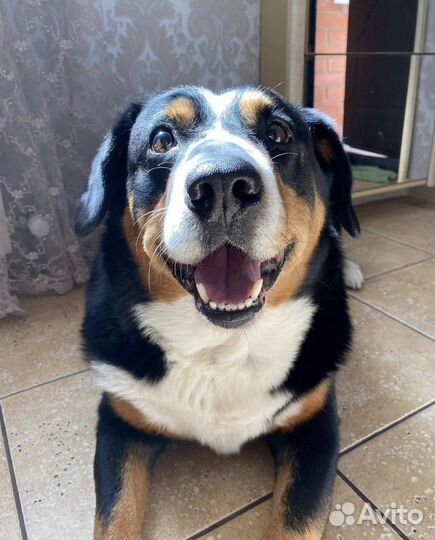 Энтлебухер зенненхунд вязка