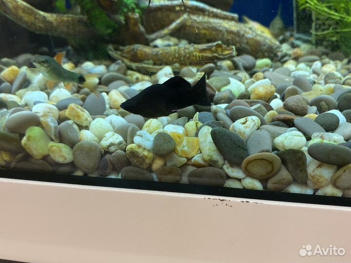 Моллинезия