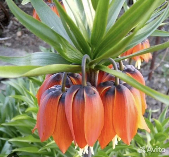 Рябчик императорский