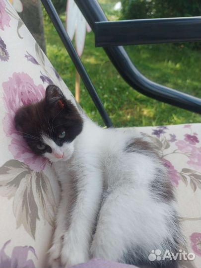 Котенок мальчик