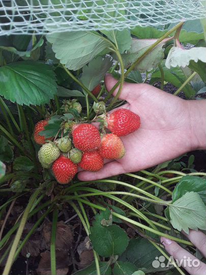 Рассада виктории 