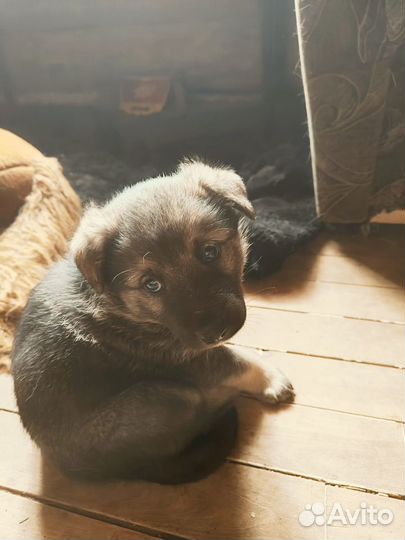 Щенки в добрые руки