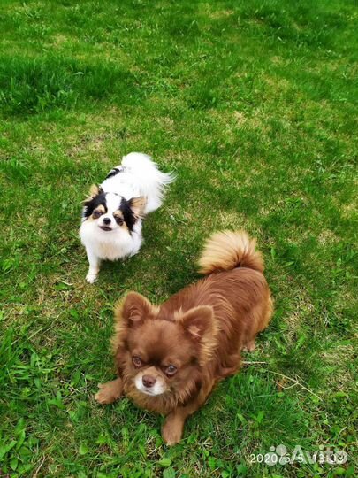 Вязка чихуа