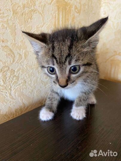 Кошки в добрые руки