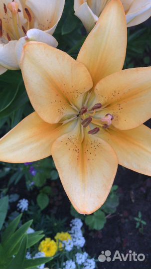 Полынь Шмидта, полынь тархунная,луковицы лилий