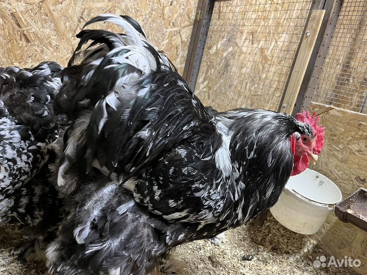 Продаю петушков разных пород