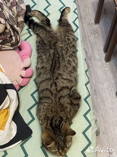 Кошечка Мелисса ищет дом