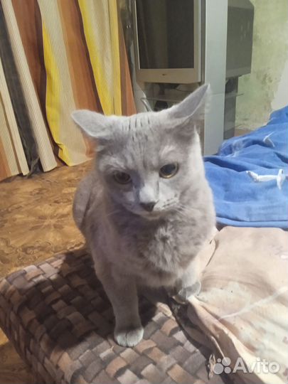 Вязка кошек Мама Русская Голубая, Папа Тайский