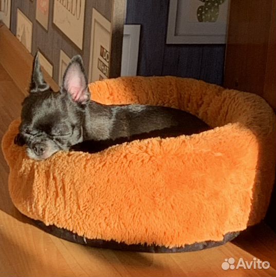 Вязка кобель чихуахуа