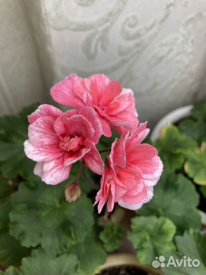 Сортовые пеларгонии