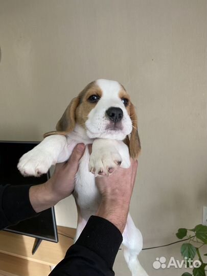 Щенки бигль из питомника