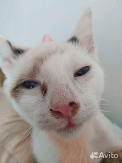 Котёнок Адмирал Нельсон