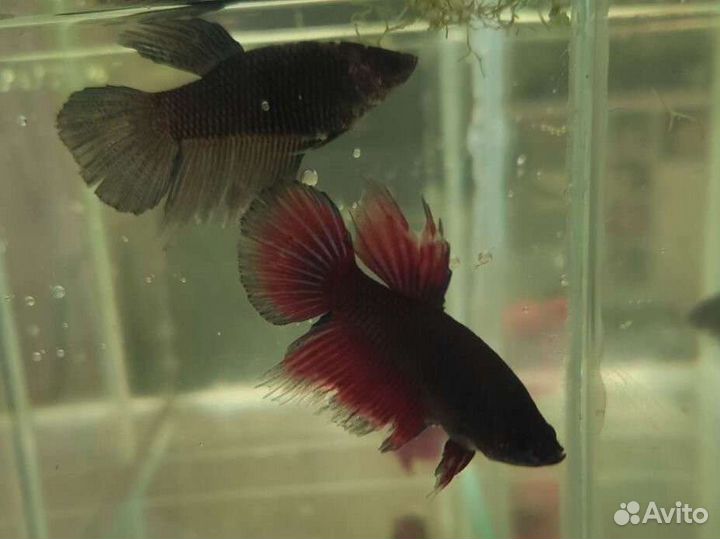 Рыбка петушок местного разведения 6 мес