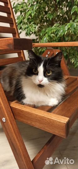 Отдам кошку в добрые руки