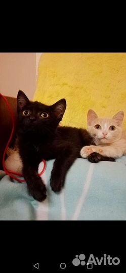 Котята девочка и мальчик