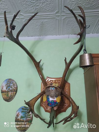 Продам рога оленя