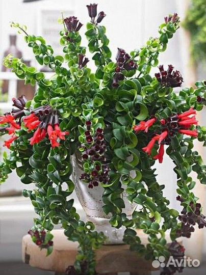 Цветы обмен