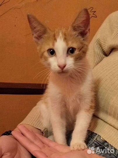 Котенок рыжий мальчик в дар добрые руки