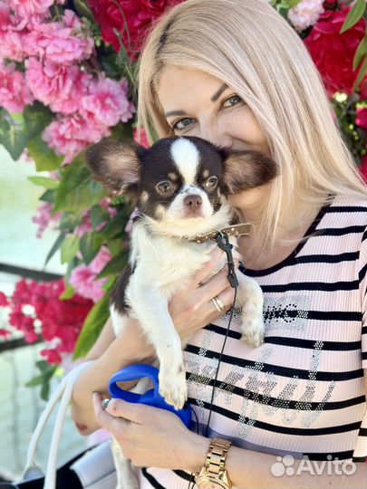 Чихуахуа мальчик